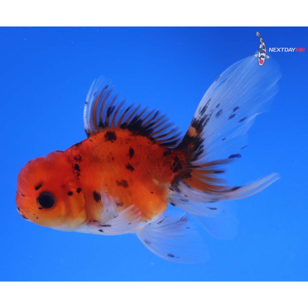 4” Imported Calico Oranda