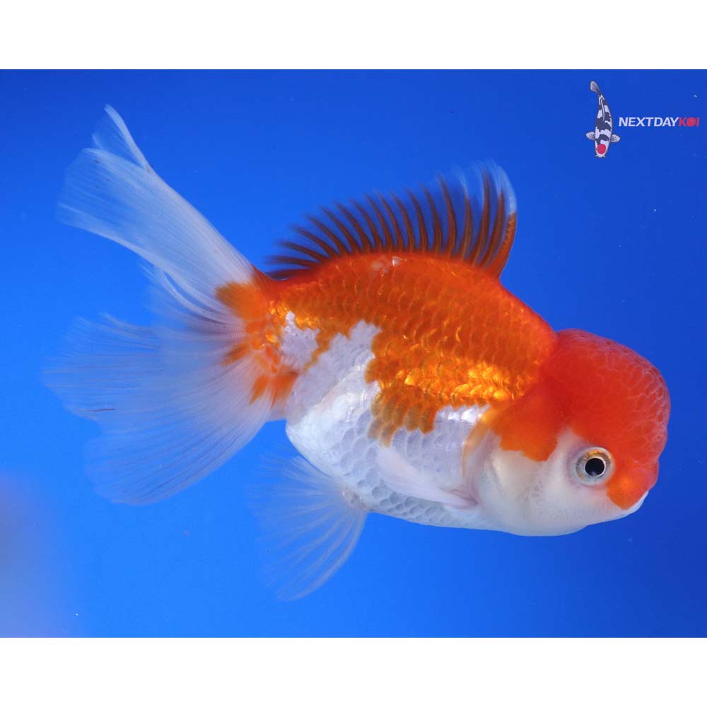 4.5” Imported Red and White Oranda