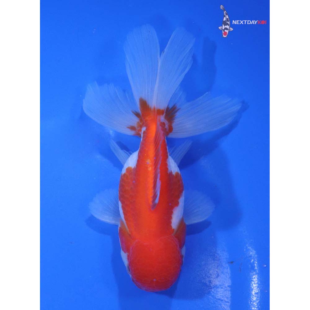 4.5” Imported Red and White Oranda