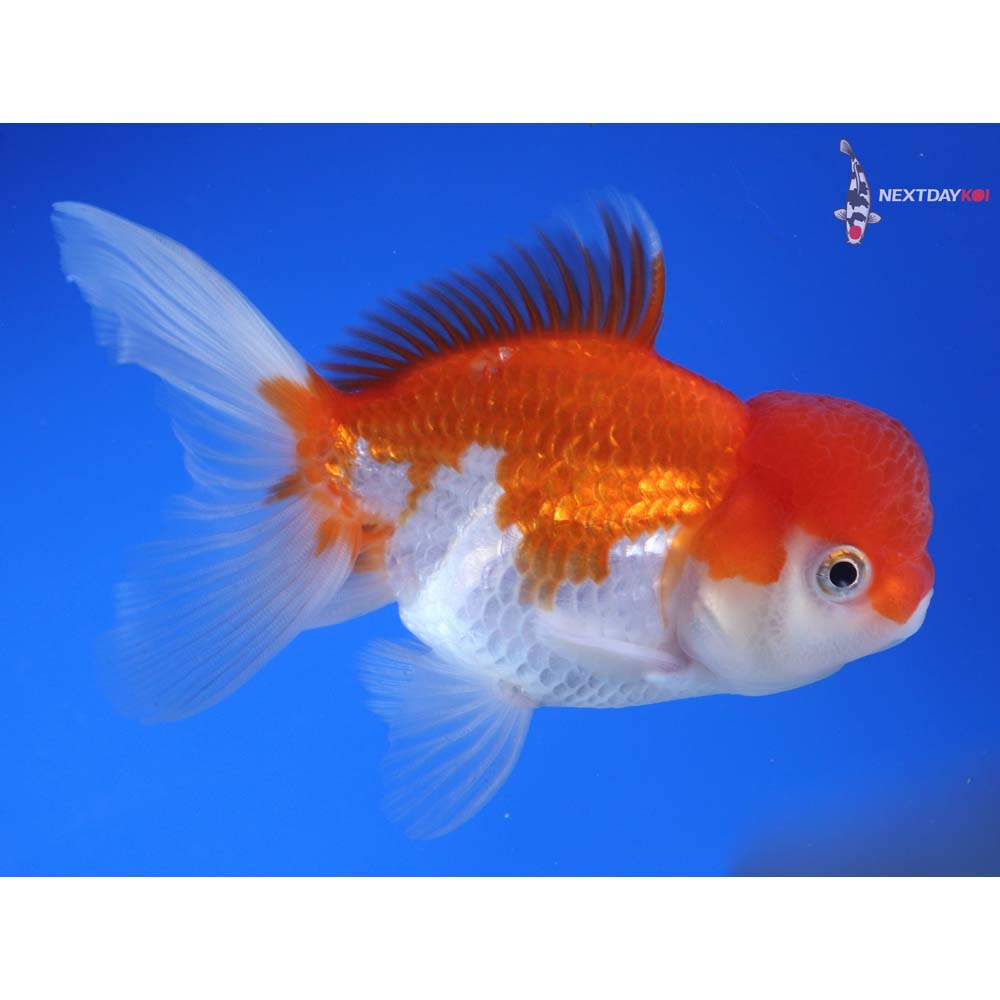 4.5” Imported Red and White Oranda