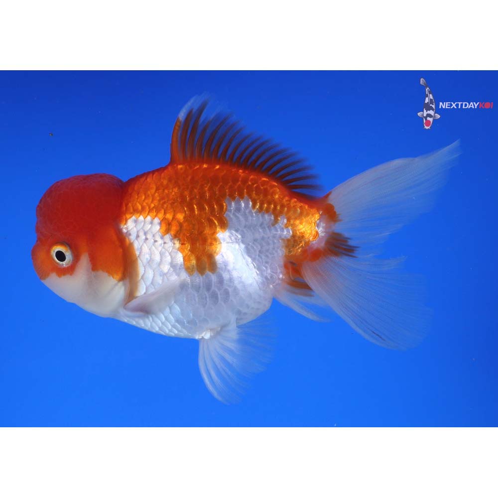 4.5” Imported Red and White Oranda