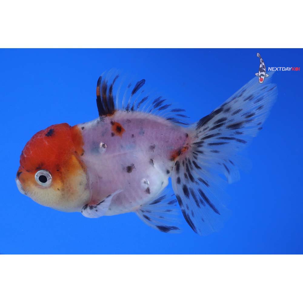 3.5” Imported Calico Oranda