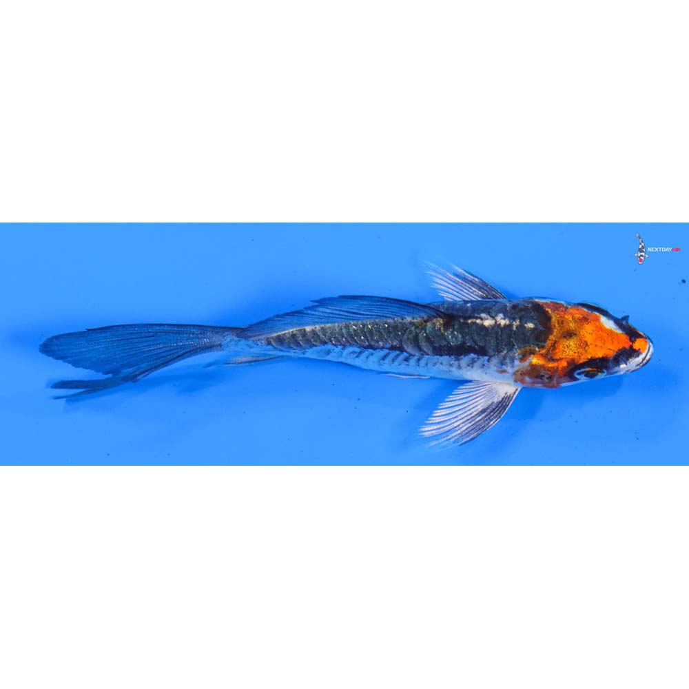 4” Imported Armor Scaled Kujaku Butterfly Koi
