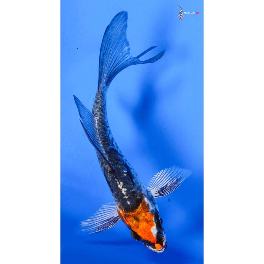 4” Imported Armor Scaled Kujaku Butterfly Koi