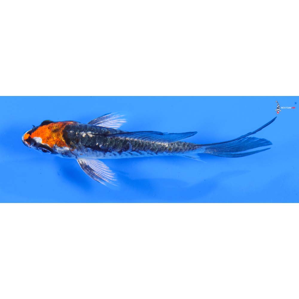 4” Imported Armor Scaled Kujaku Butterfly Koi