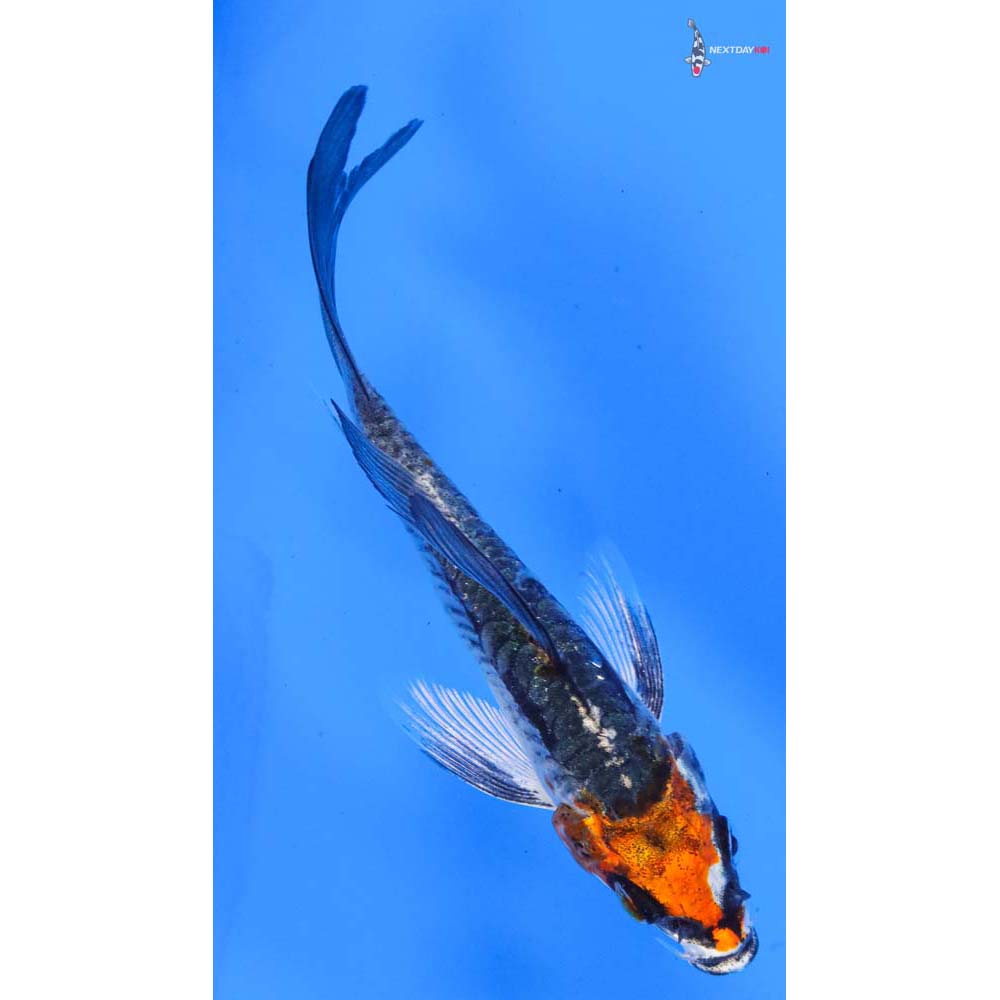 4” Imported Armor Scaled Kujaku Butterfly Koi