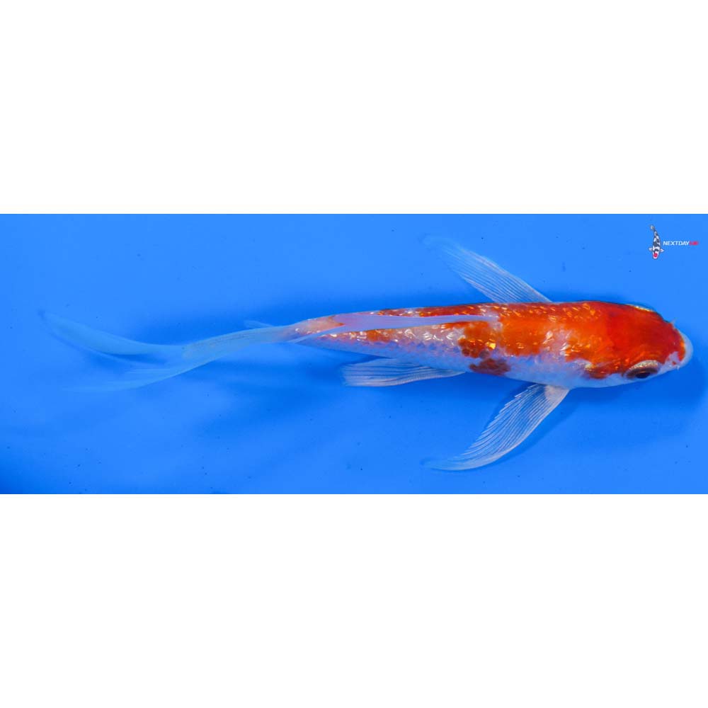 4.5” Imported Gin Rin Hariwake Butterfly Koi