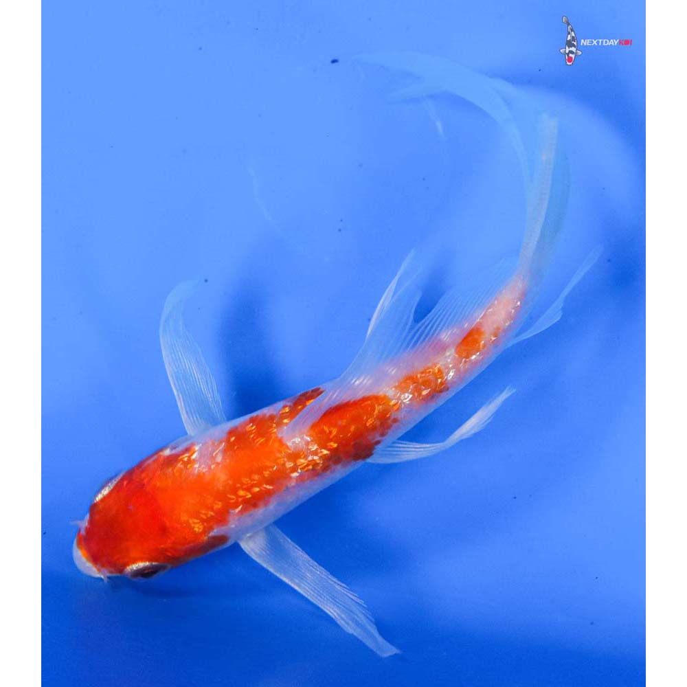 4.5” Imported Gin Rin Hariwake Butterfly Koi