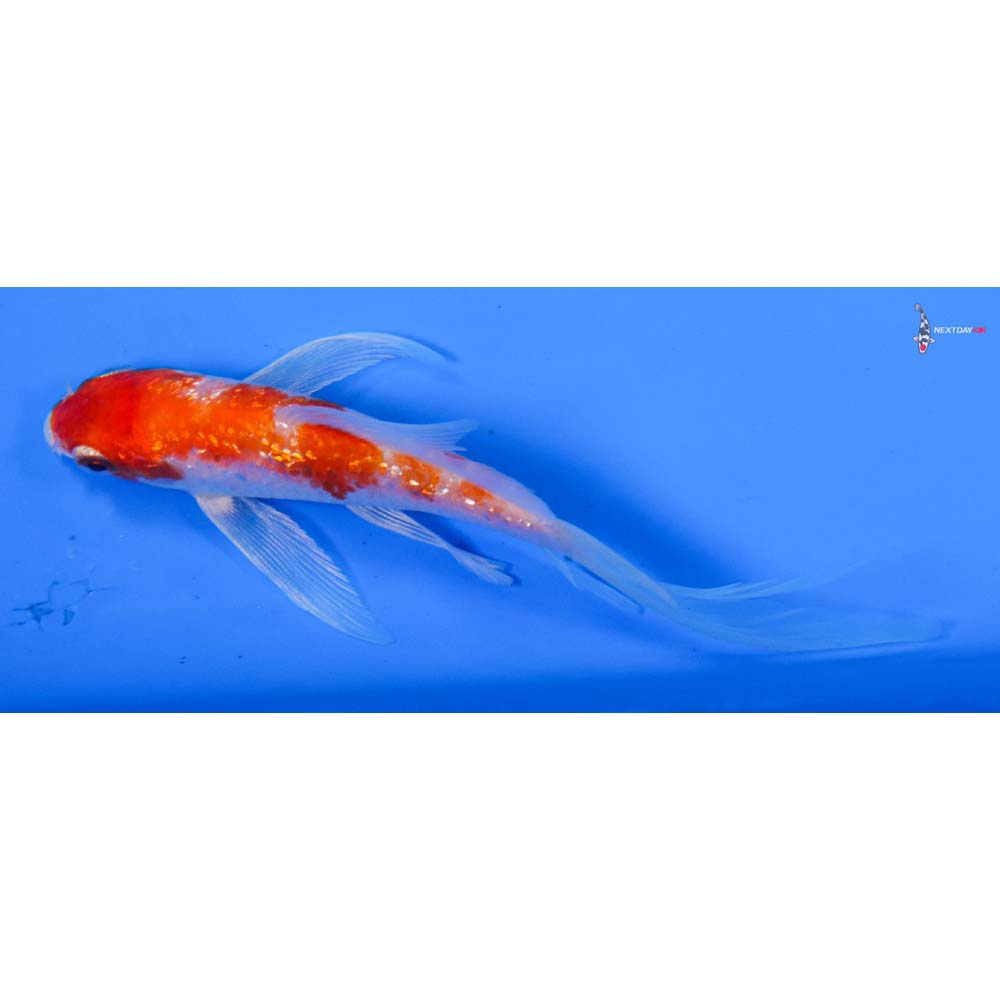 4.5” Imported Gin Rin Hariwake Butterfly Koi