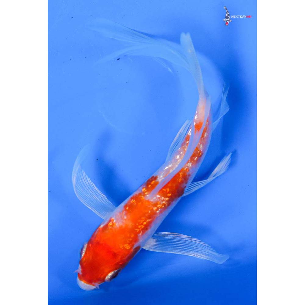 4.5” Imported Gin Rin Hariwake Butterfly Koi