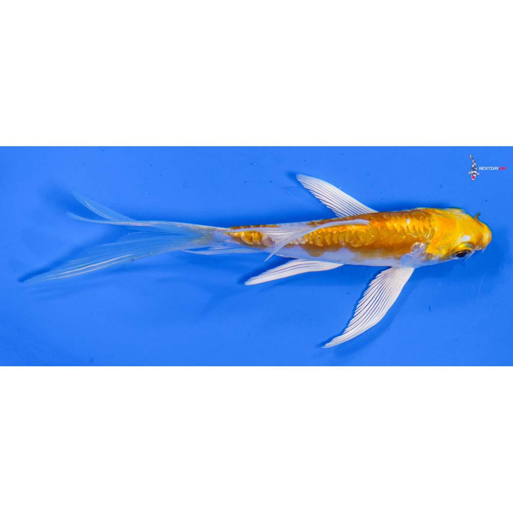 4.5” Imported Doitsu Lemon Hariwake Butterfly Koi