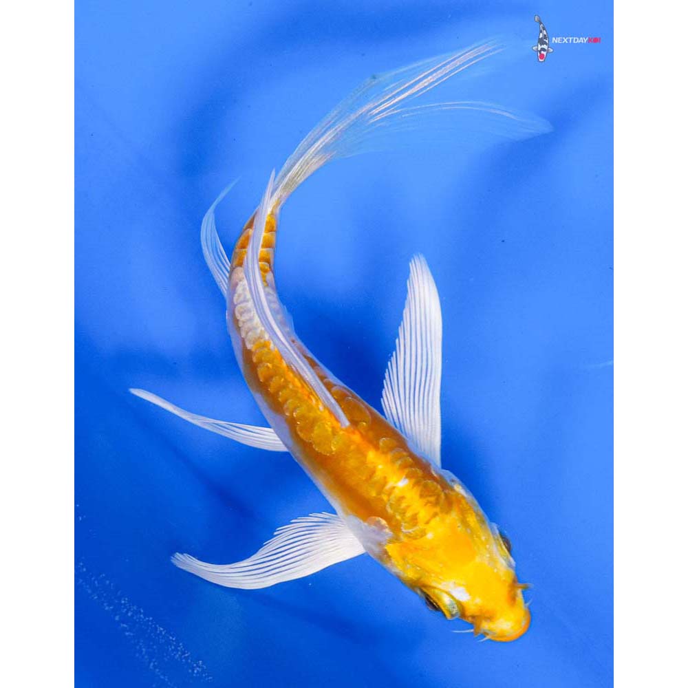 4.5” Imported Doitsu Lemon Hariwake Butterfly Koi