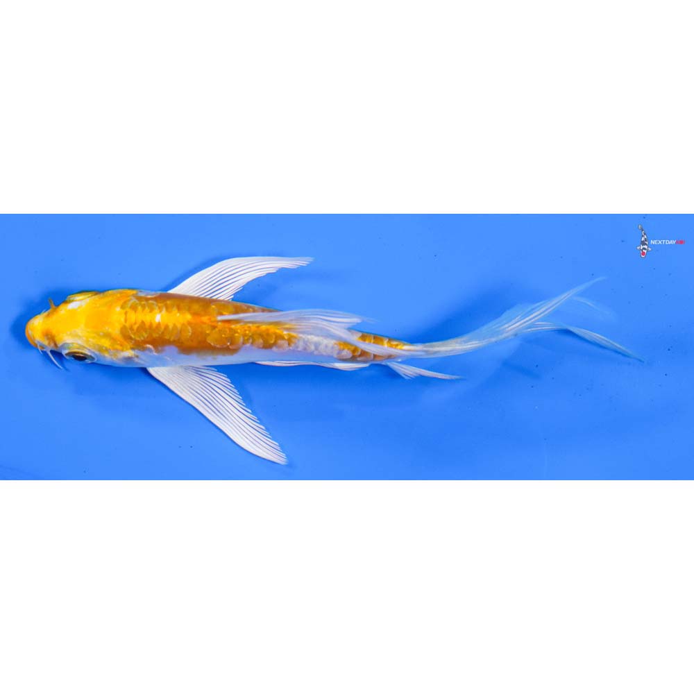 4.5” Imported Doitsu Lemon Hariwake Butterfly Koi