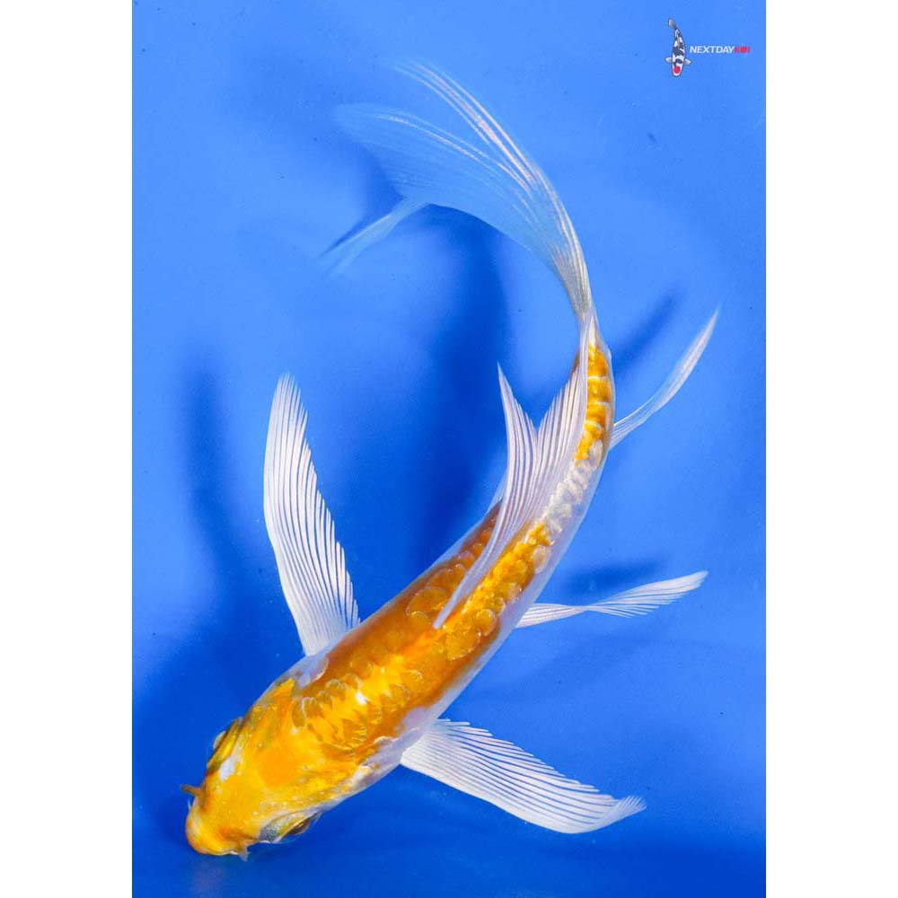 4.5” Imported Doitsu Lemon Hariwake Butterfly Koi