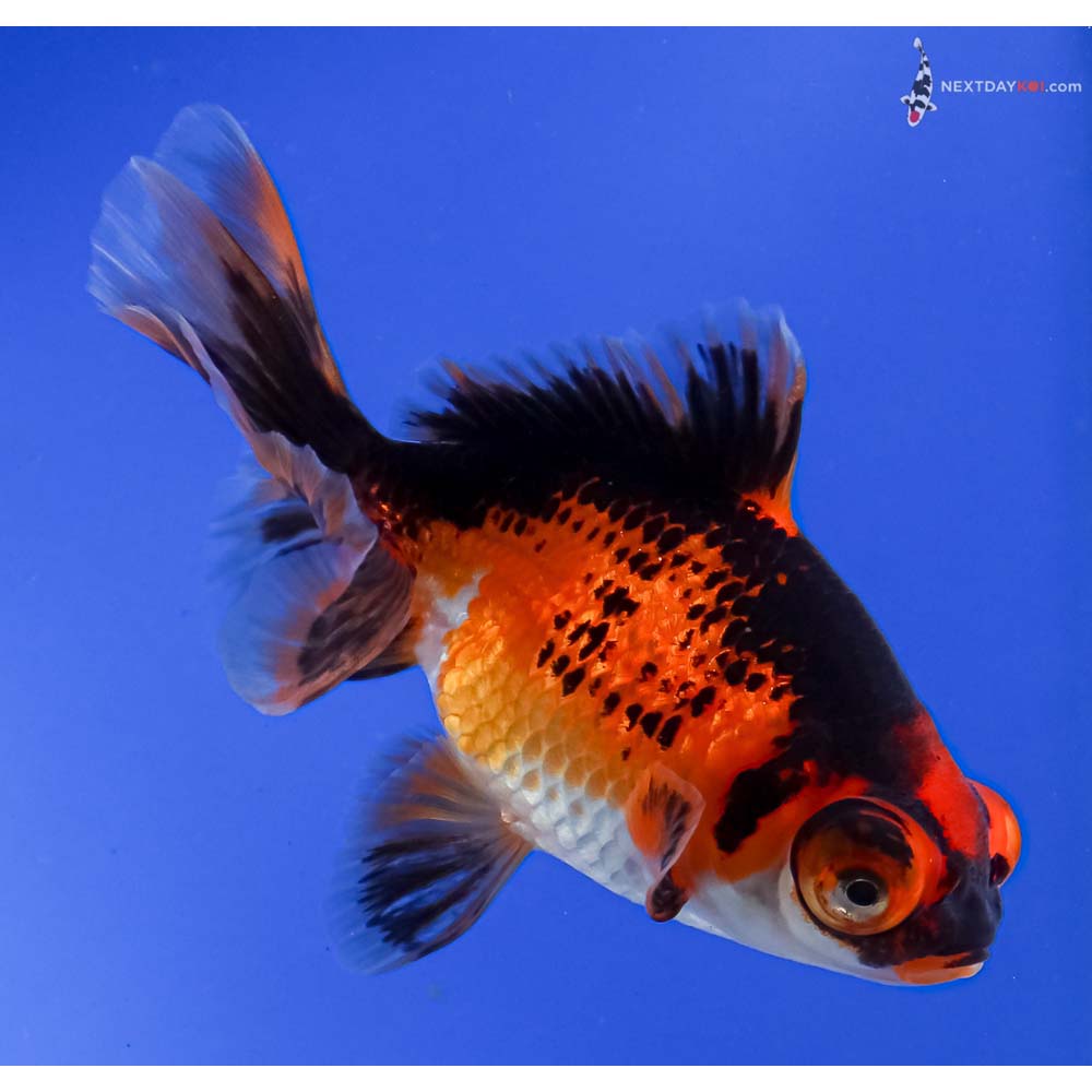 4” Imported Tri Color Butterfly Tail