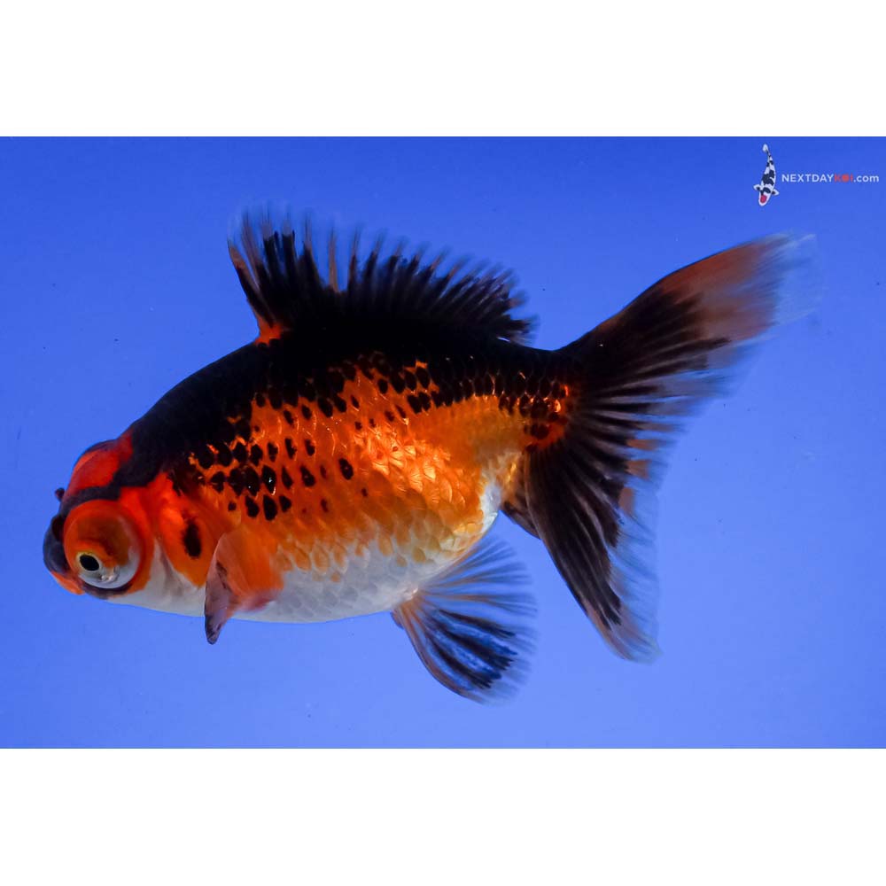 4” Imported Tri Color Butterfly Tail