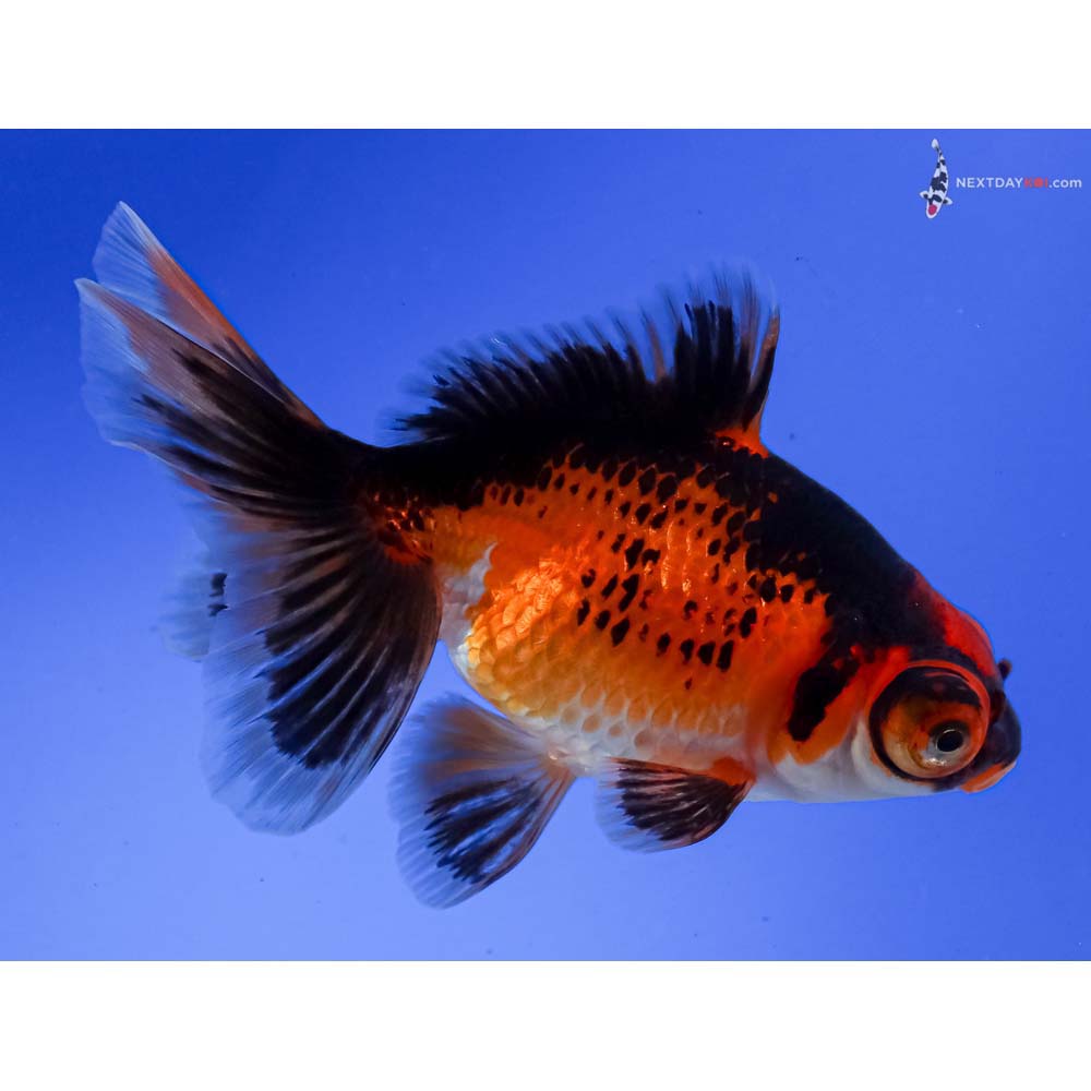 4” Imported Tri Color Butterfly Tail