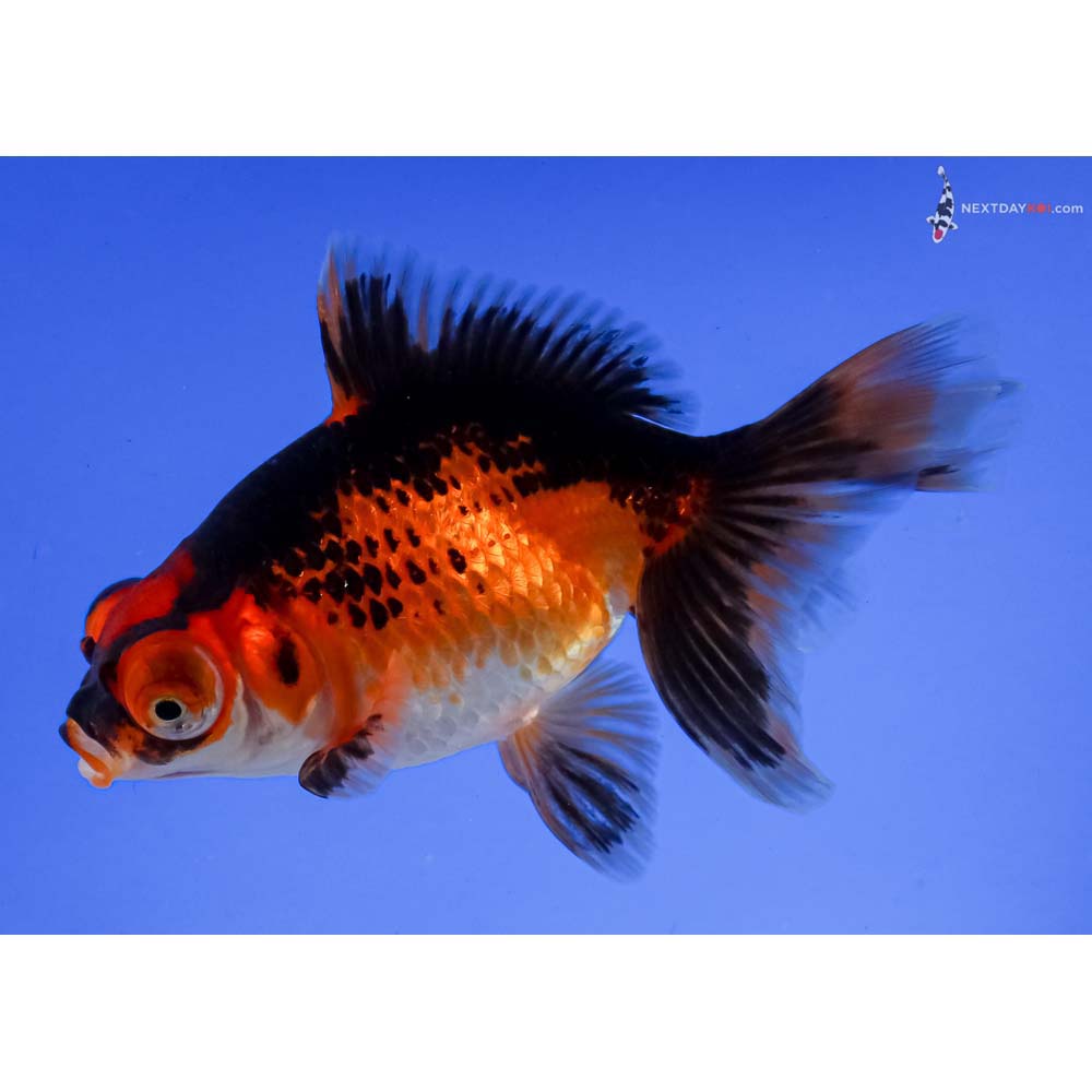 4” Imported Tri Color Butterfly Tail