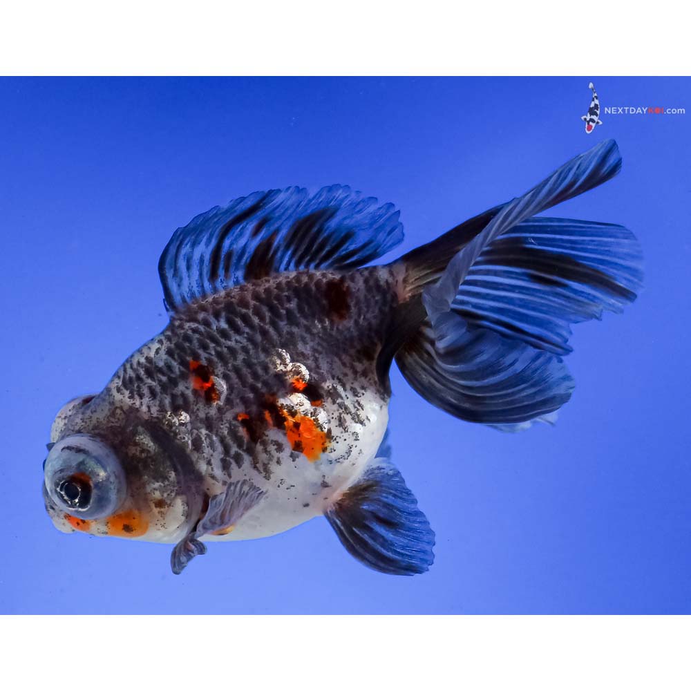 5” Imported Calico Butterfly Tail