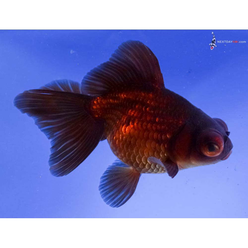5” Imported Chocolate Butterfly Tail