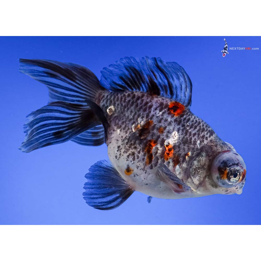 5” Imported Calico Butterfly Tail
