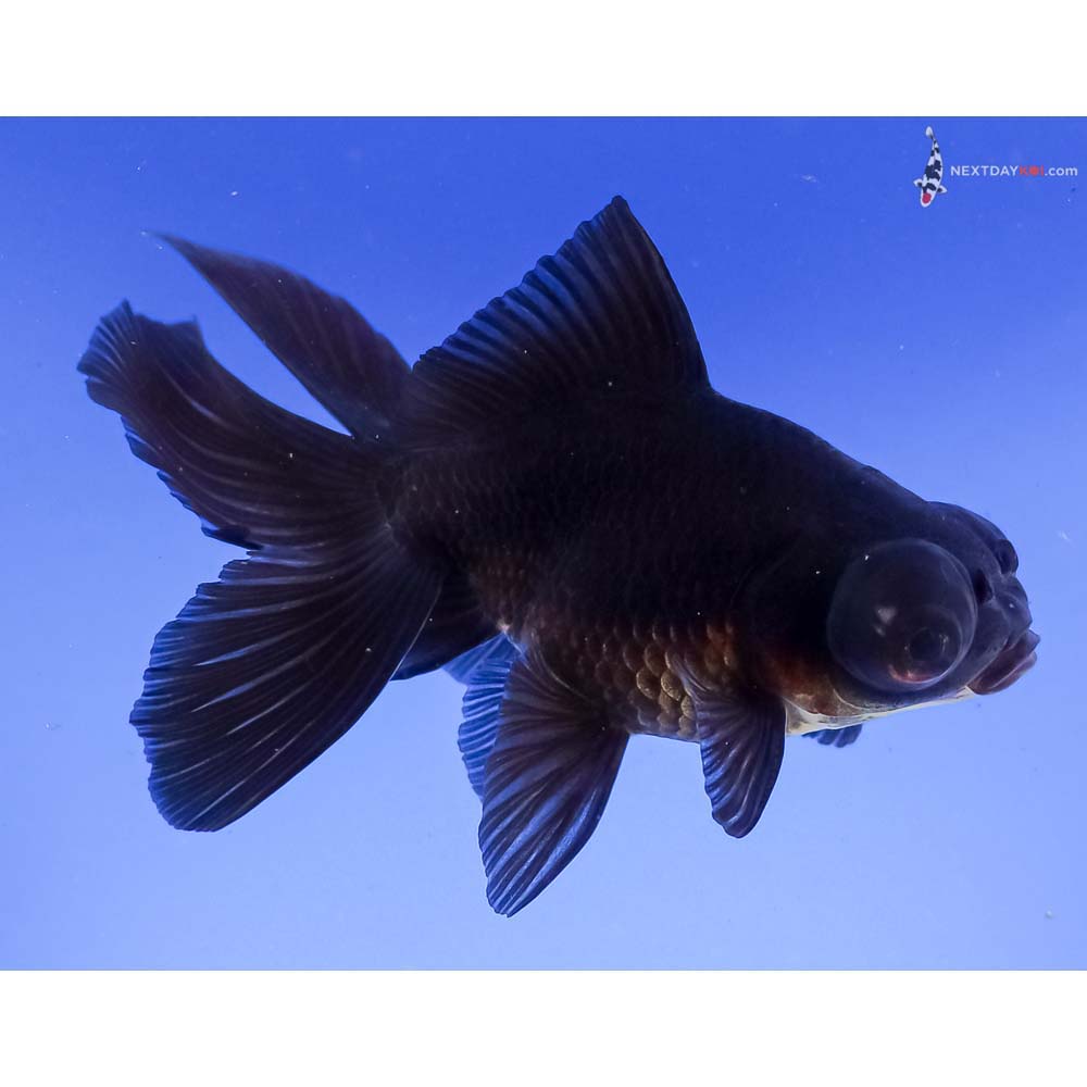 4.5” Imported Black Butterfly Tail