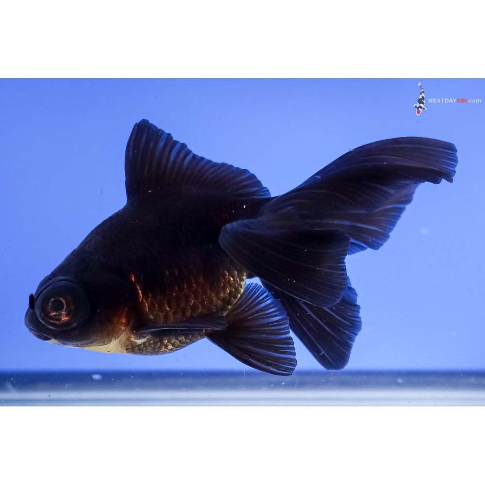 4.5” Imported Black Butterfly Tail