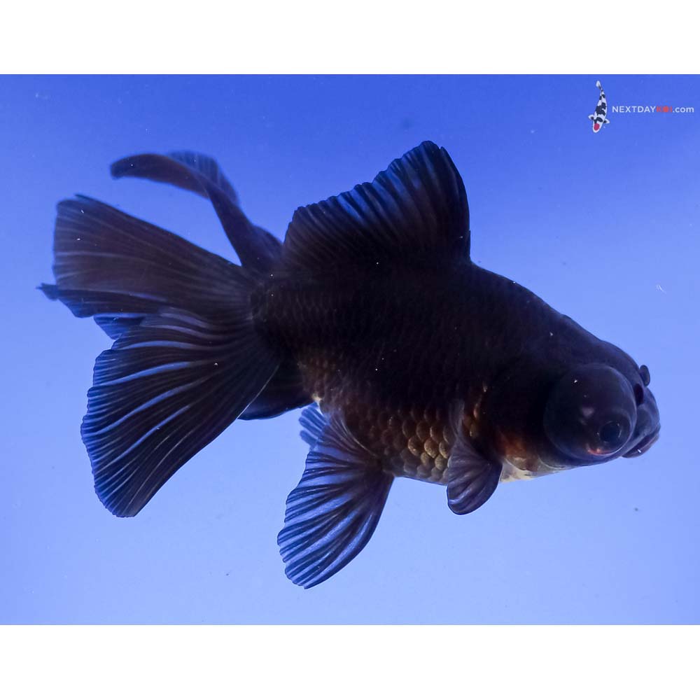 4.5” Imported Black Butterfly Tail