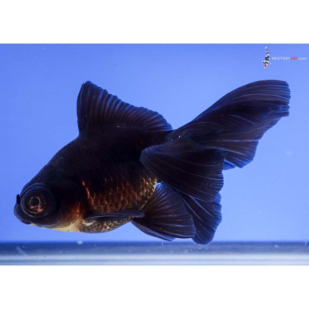 4.5” Imported Black Butterfly Tail