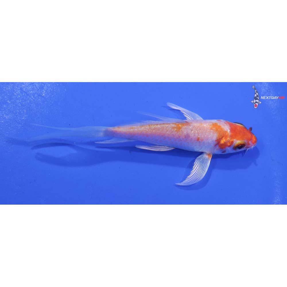 3.5” Imported Hariwake Butterfly Koi