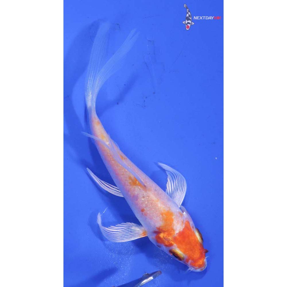 3.5” Imported Hariwake Butterfly Koi
