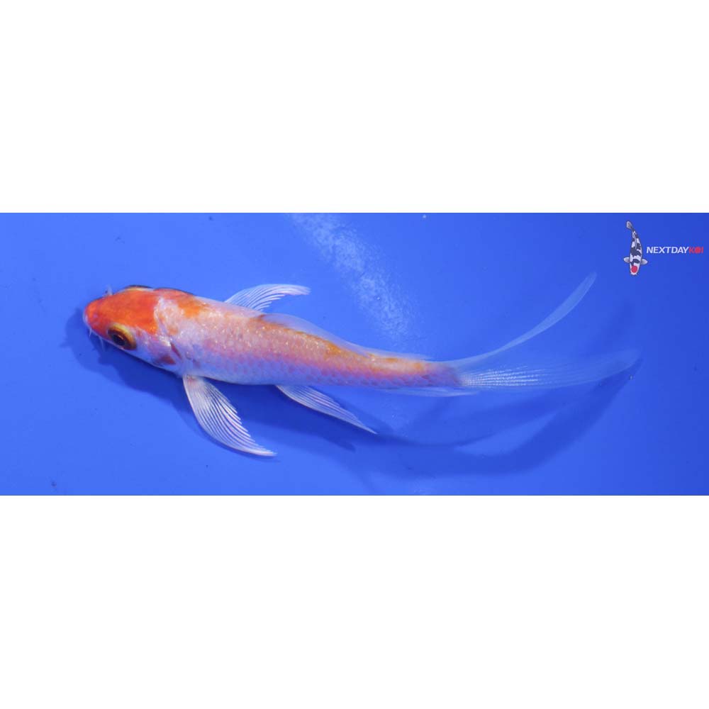 3.5” Imported Hariwake Butterfly Koi