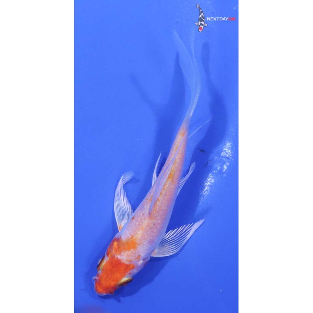 3.5” Imported Hariwake Butterfly Koi