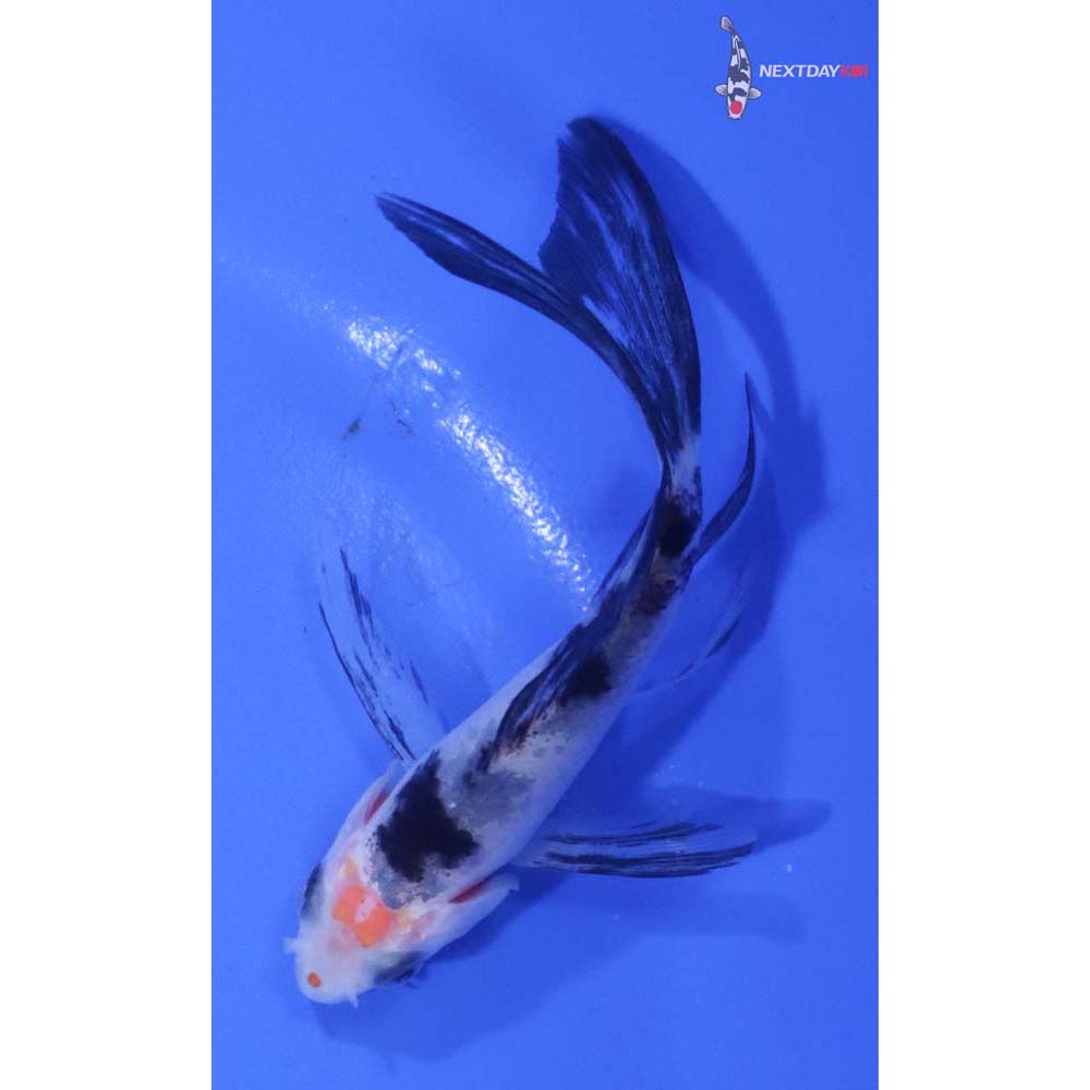 3.5” Imported Sanke Butterfly Koi