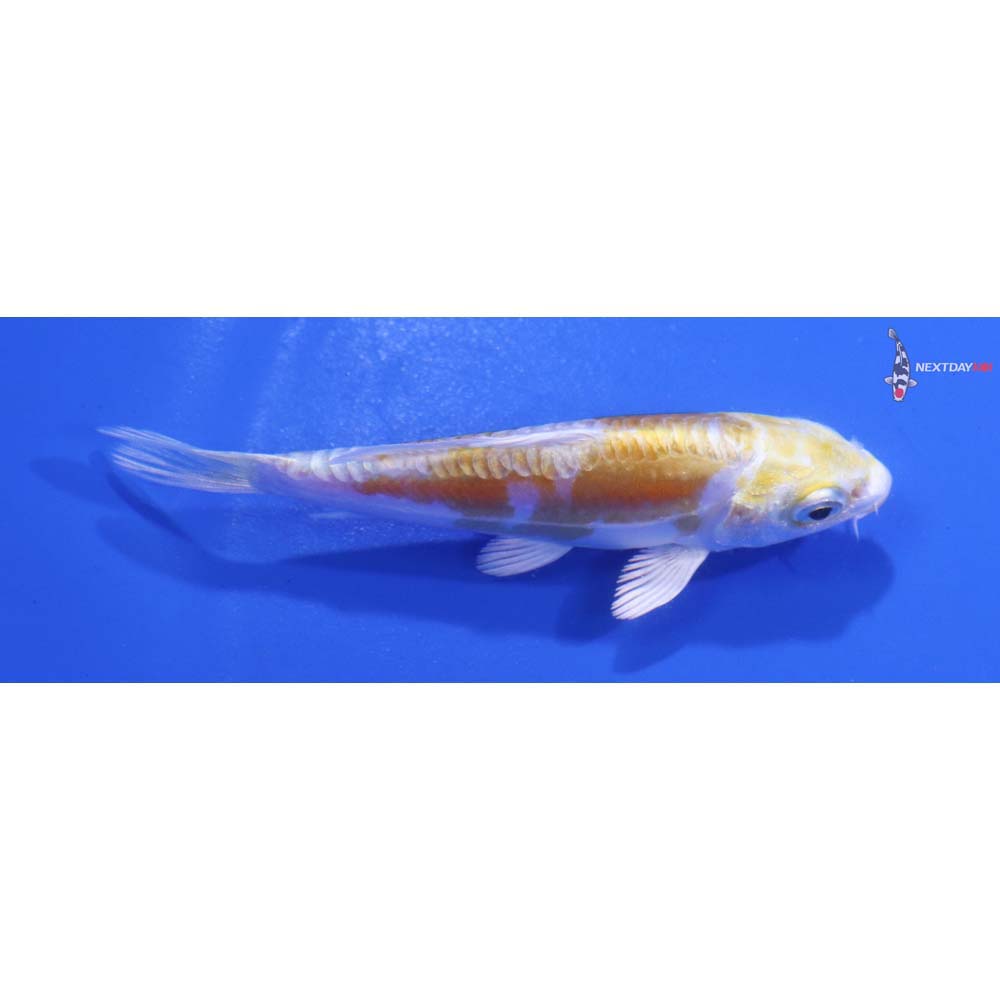 3” Imported Doitsu Lemon Hariwake
