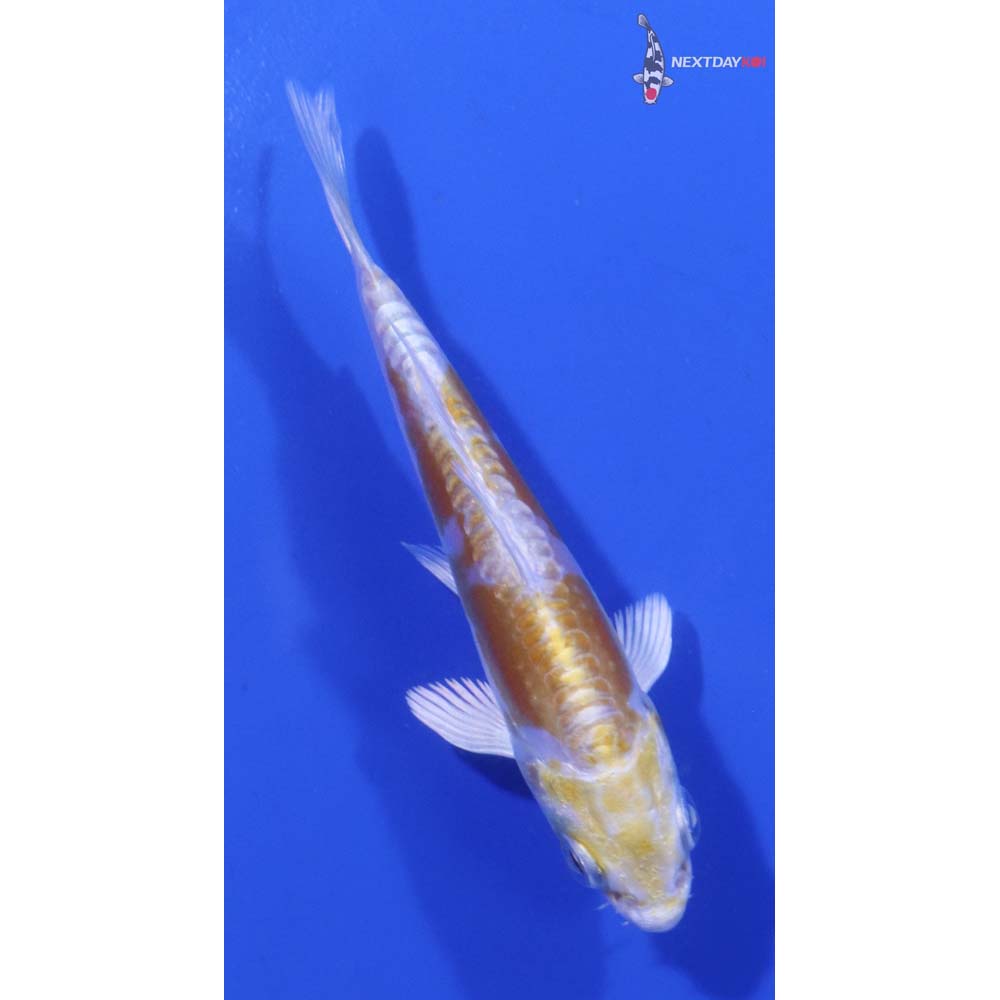 3” Imported Doitsu Lemon Hariwake