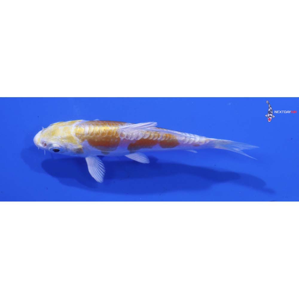 3” Imported Doitsu Lemon Hariwake