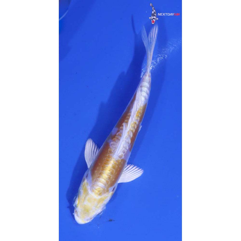 3” Imported Doitsu Lemon Hariwake