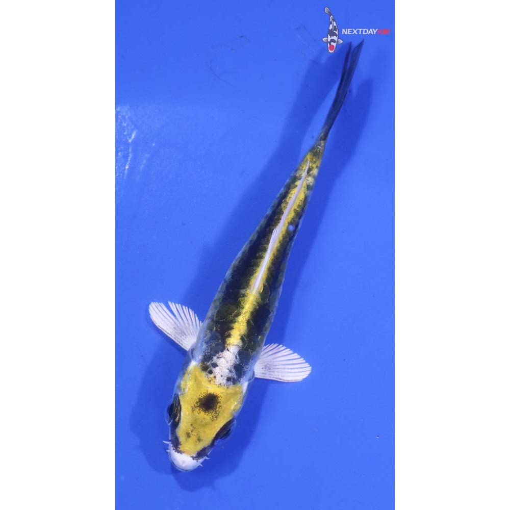 3.5” Imported Kin Kikokuryu