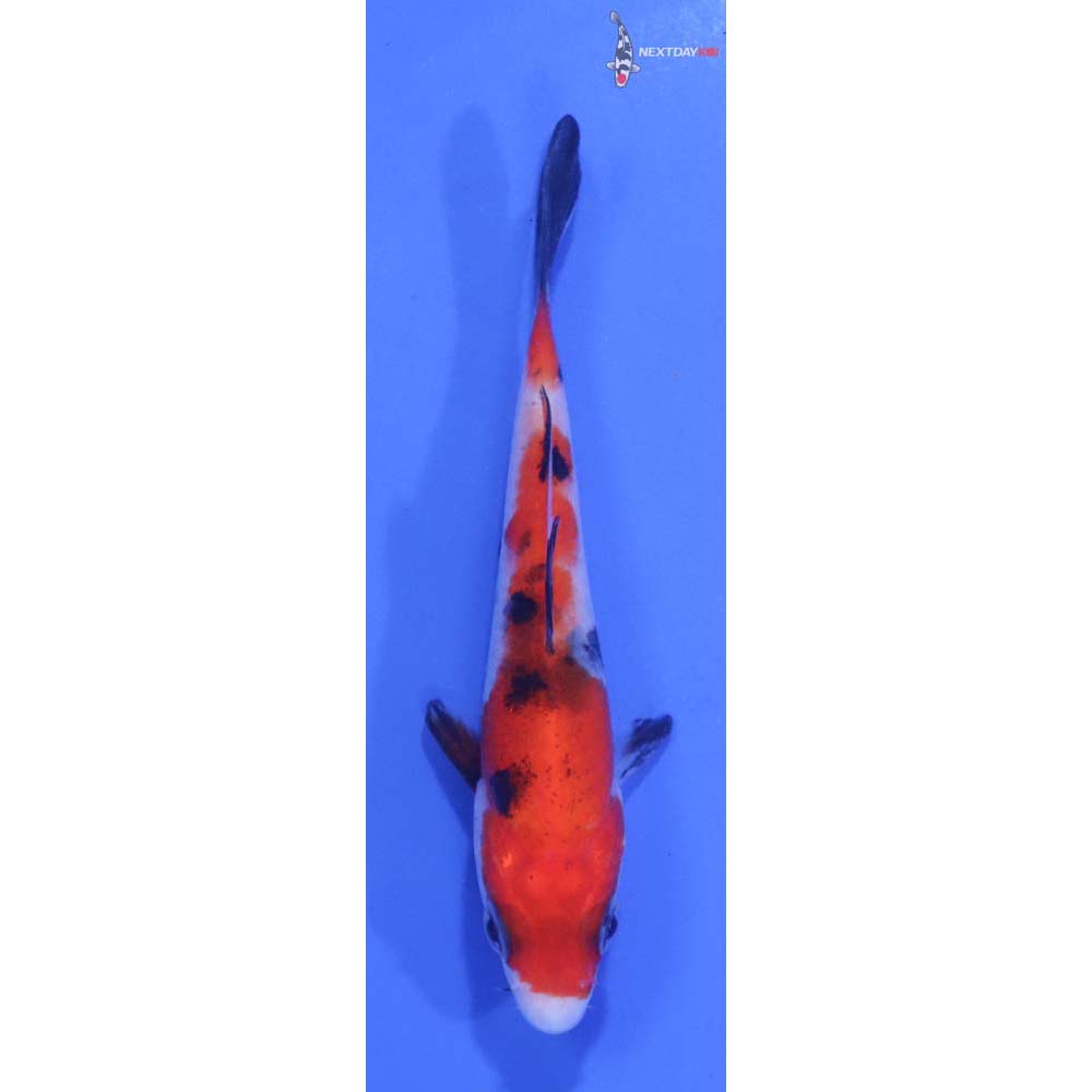 3.5” Imported Sanke