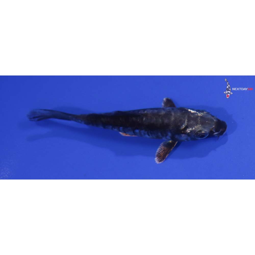 3.5” Imported Kikokuryu