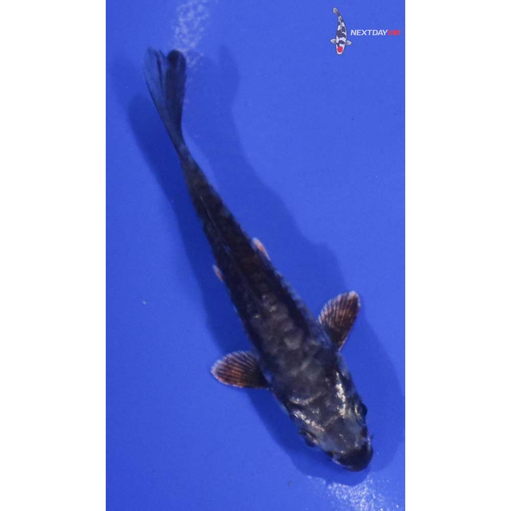 3.5” Imported Kikokuryu