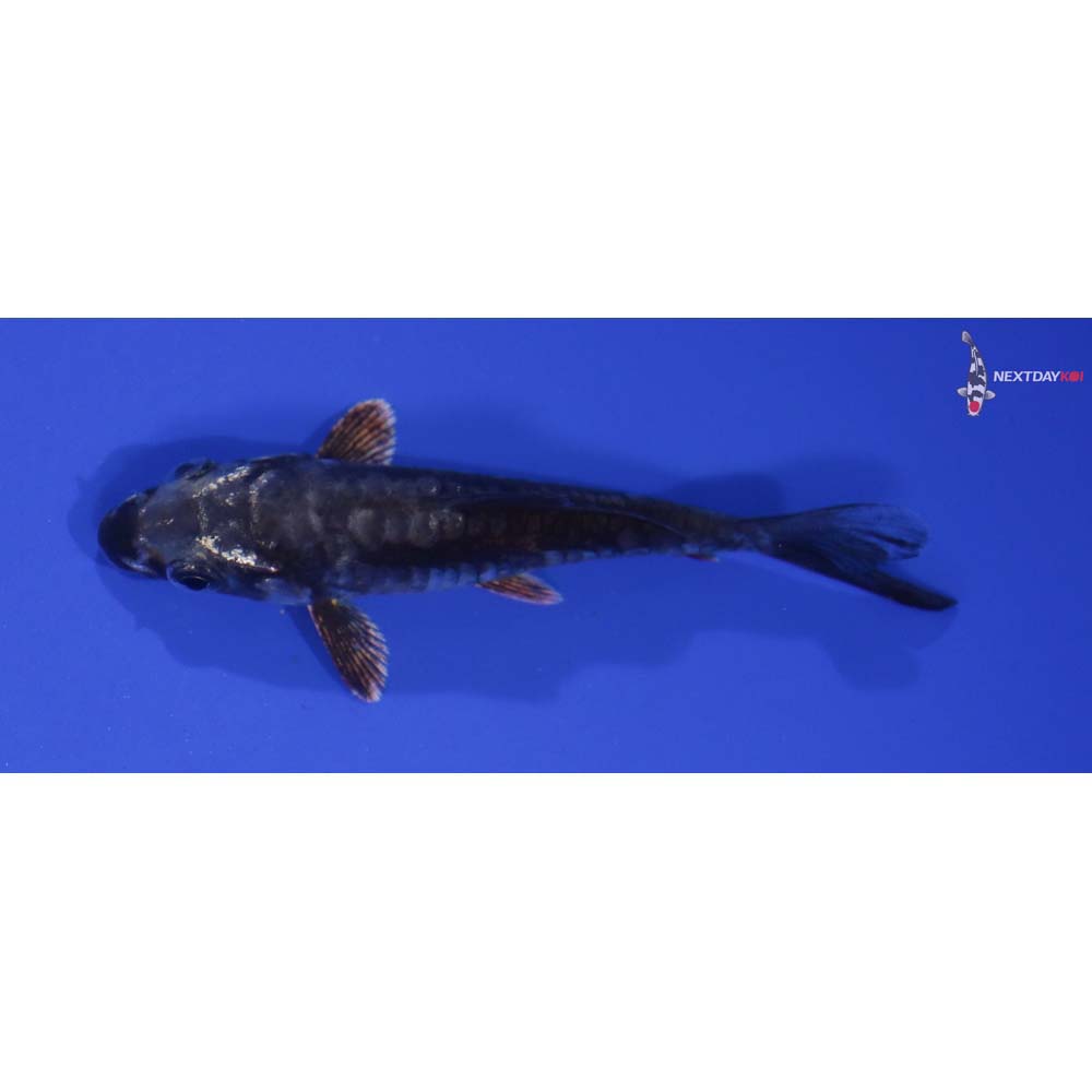 3.5” Imported Kikokuryu