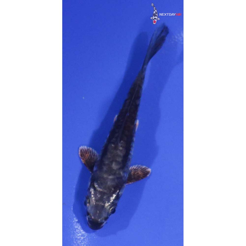 3.5” Imported Kikokuryu