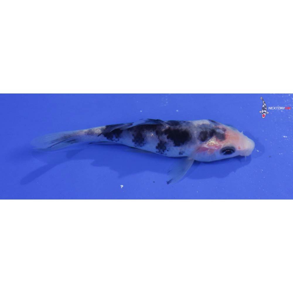 3.5” Imported Shiro Bekko