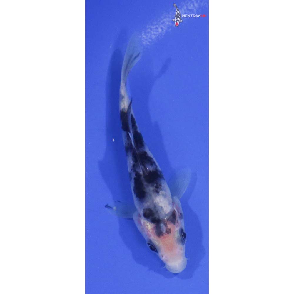 3.5” Imported Shiro Bekko