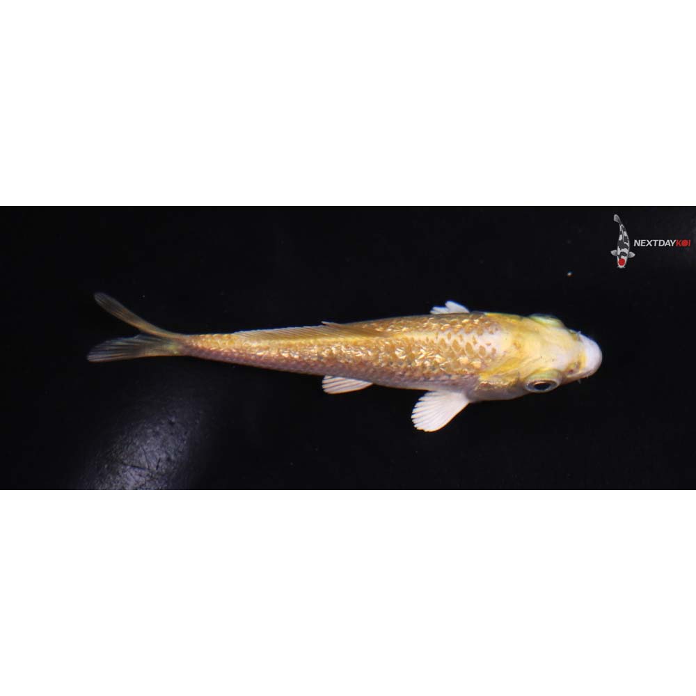 3.5” Imported Gin Rin Yamabuki Ogon