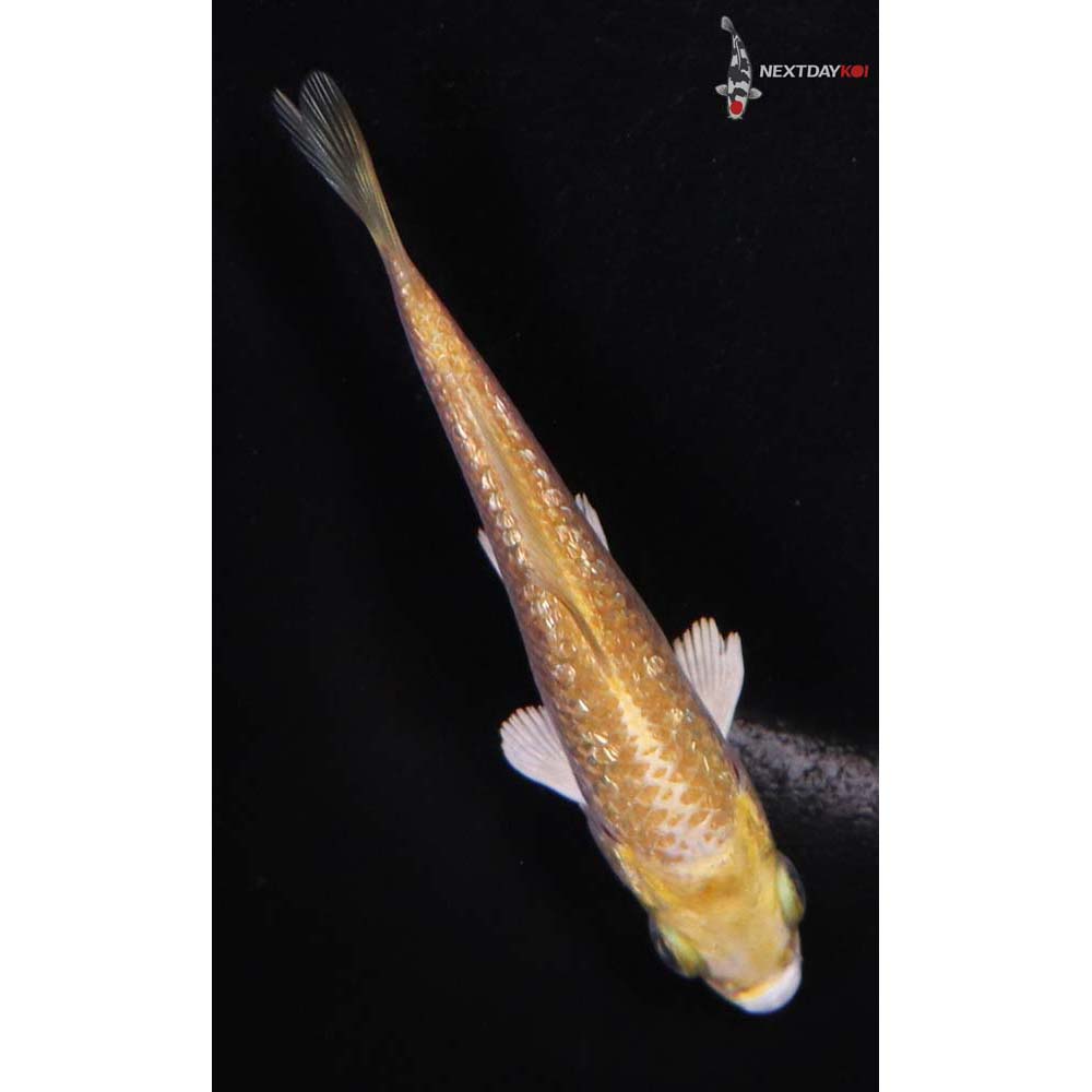 3.5” Imported Gin Rin Yamabuki Ogon