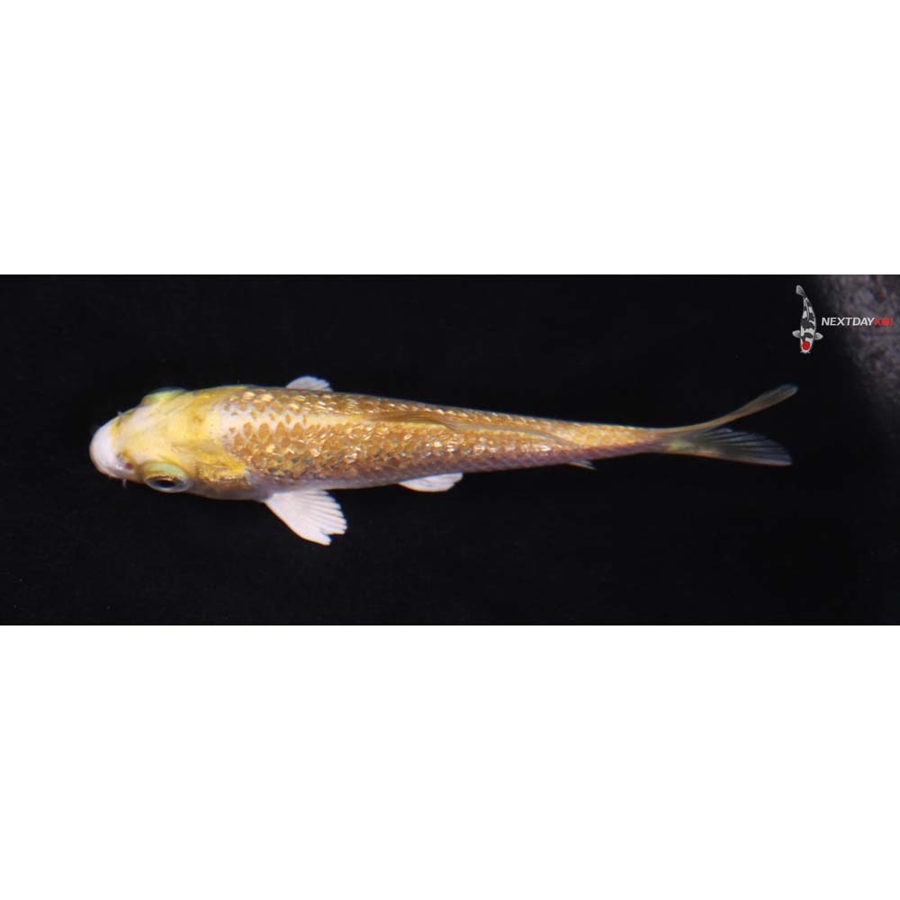 3.5” Imported Gin Rin Yamabuki Ogon