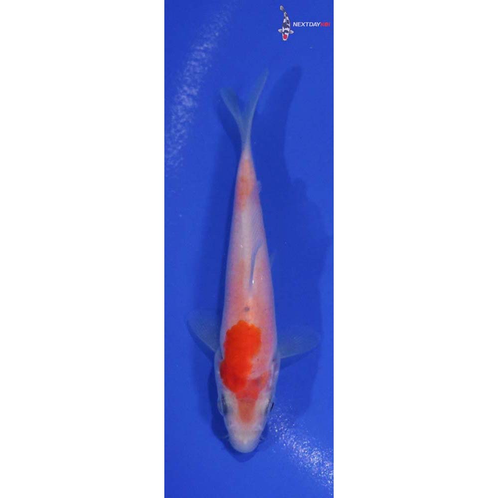 4” Imported Kohaku